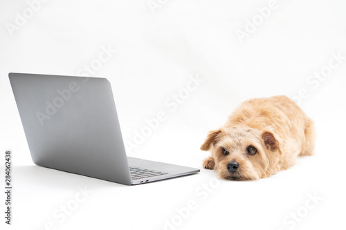 ラップトップパソコンとノーフォークテリア犬 © blanche