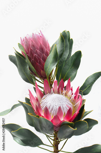 Protea flowers bunch. Blooming Pink King Protea Plant over White background. Extreme closeup. Holiday gift, bouquet, buds.