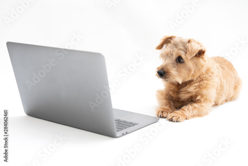 Obraz na plátně Norfolk Terrier dog looking at laptop compter against white background