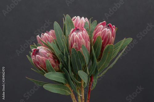 Protea flowers bunch. Blooming Pink King Protea Plant over Black background. Extreme closeup. Holiday gift, bouquet, buds. One Beautiful fashion flower macro shot. photo