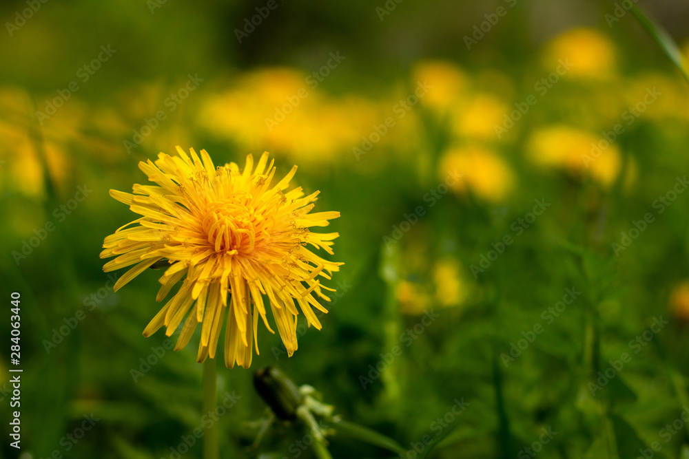 A Dandelion for background image A Dandelion for background image