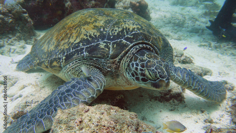 Green sea turtle underwater in the natural environment. Wonderful and beautiful underwater world.