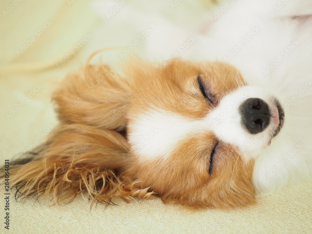 小型犬パピヨンの無防備な寝顔 可愛い Stock 写真 Adobe Stock