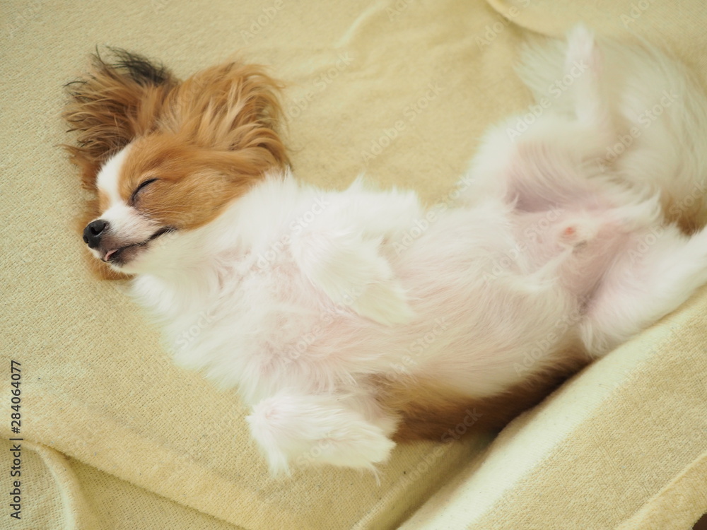 仰向けで無防備に寝ている犬の寝顔 Stock Photo Adobe Stock