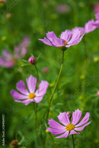 Bright summer flowers © HIROSHI FUJITA
