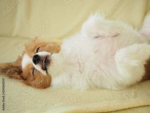 犬の可愛い寝顔 ポートレート Stock Photo Adobe Stock 犬の可愛い寝顔 ポートレート Stock Photo Adobe Stock