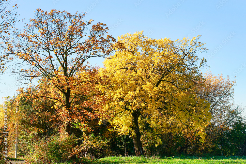 Fototapeta premium Autumnal landscape, trees with colorful leaves, perfect sunny weather.
