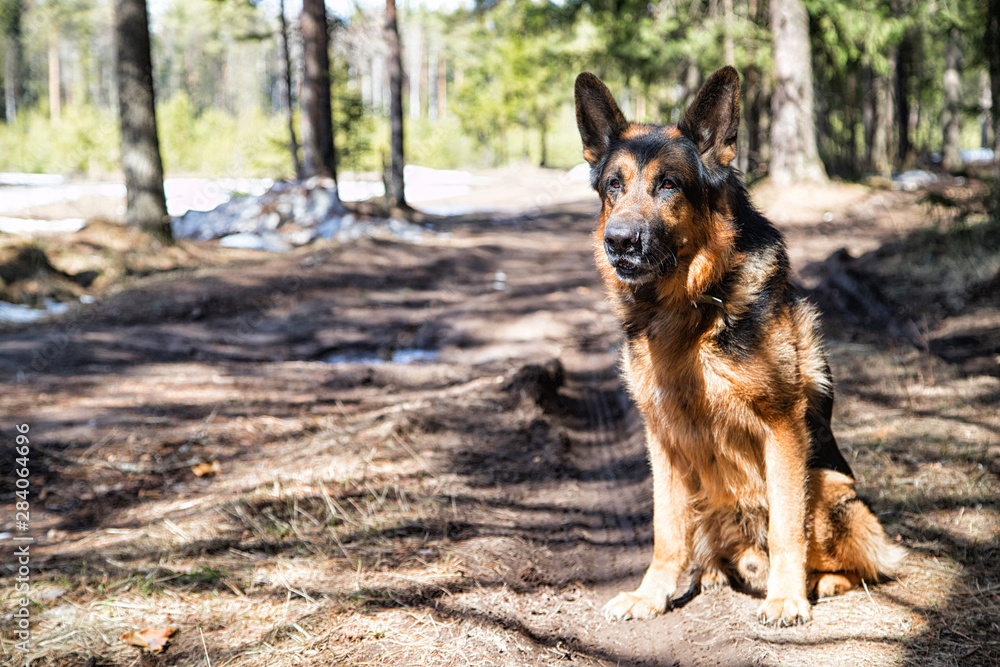 Dog German Shepherd in the forest in an early spring Dog German Shepherd in the forest in an early spring
