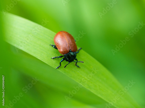 Small brown beetle on a grass blade
