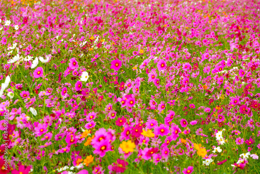 Cosmos flower beautiful with pink  blur background