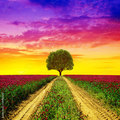 Fototapeta Naklejka Na Ścianę i Meble -  Dirt road in flowering crimson clovers field at sunset.Spring rural landscape with tree.