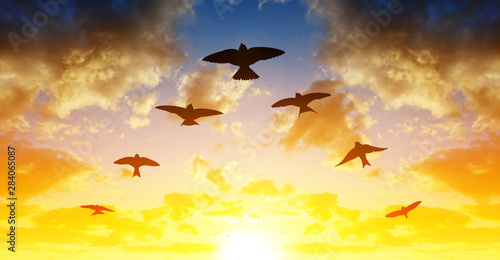 Silhouette flock of birds flying in V-formation at sunset. photo