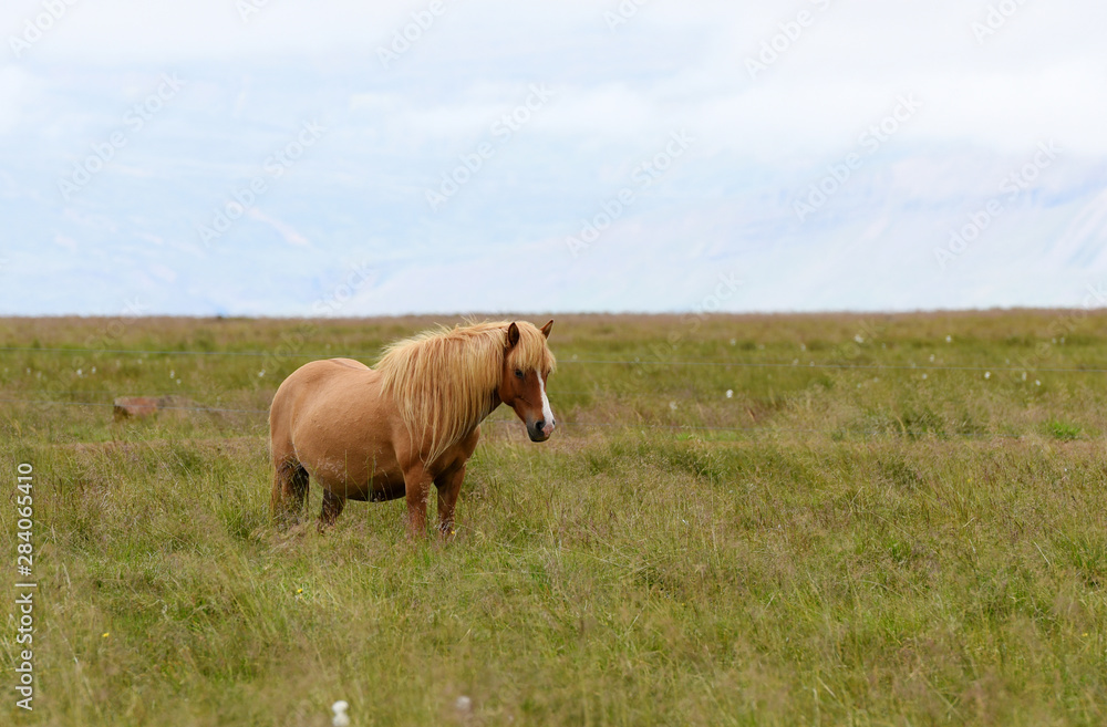 Icelandic horses. The Icelandic horse is a breed of horse developed in Iceland