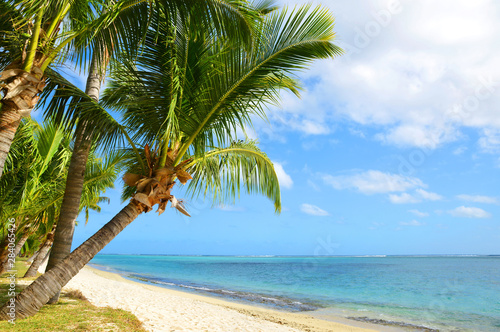 Coconut palm trees on tropical sandy beach of Mauritius island. Indian ocean. © vencav