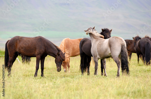 Icelandic horses. The Icelandic horse is a breed of horse developed in Iceland © Alena