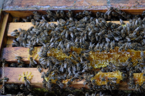 Apiculture, healthy products, organic food, honey, honeycomb, frame with bees, bee hive © Y_P