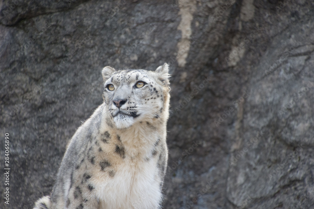 Obraz premium 雪豹