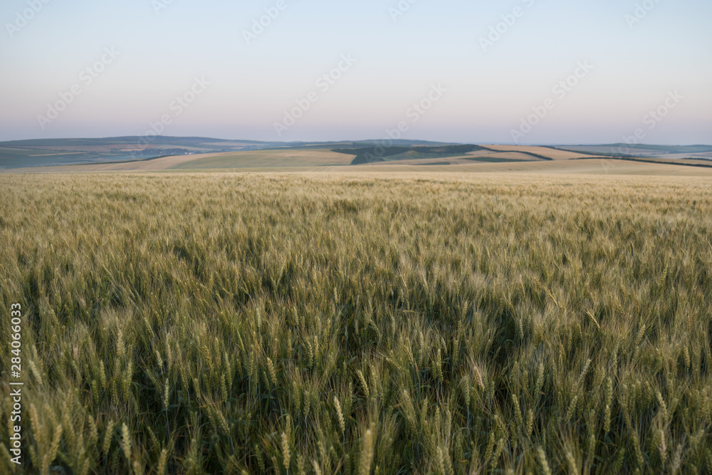 Landscape Of Green Wheat Field Under Scenic Summer Colorful Dramatic Sky In Sunset Dawn Sunrise. Skyline. Copyspace On Clear Sky Landscape Of Green Wheat Field Under Scenic Summer Colorful Dramatic Sky In Sunset Dawn Sunrise. Skyline. Copyspace On Clear Sky