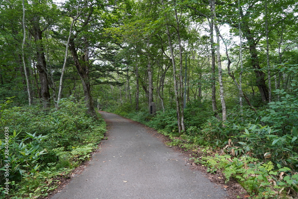 Obraz premium 戸隠の森