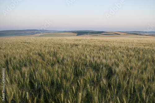Landscape Of Green Wheat Field Under Scenic Summer Colorful Dramatic Sky In Sunset Dawn Sunrise. Skyline. Copyspace On Clear Sky