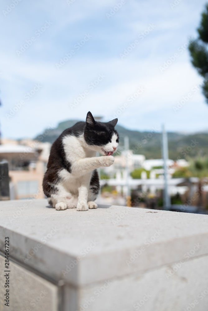 Mallorca 2019: black and white domestic cat sitting on concrete wall in front of harbor of Port de Sóller, Majorca grooming itself licking paw