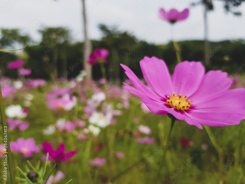 Obraz premium flowers pink