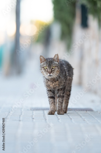 Mallorca 2019: disheveled tabby stray cat with ear notch standing on sidewalk in Santa Ponça, Majorca looking at camera curiously