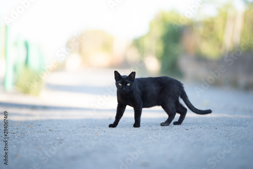 Mallorca 2019: side view of a black stray cat with ear notch walking crossing the street looking at camera on majorca