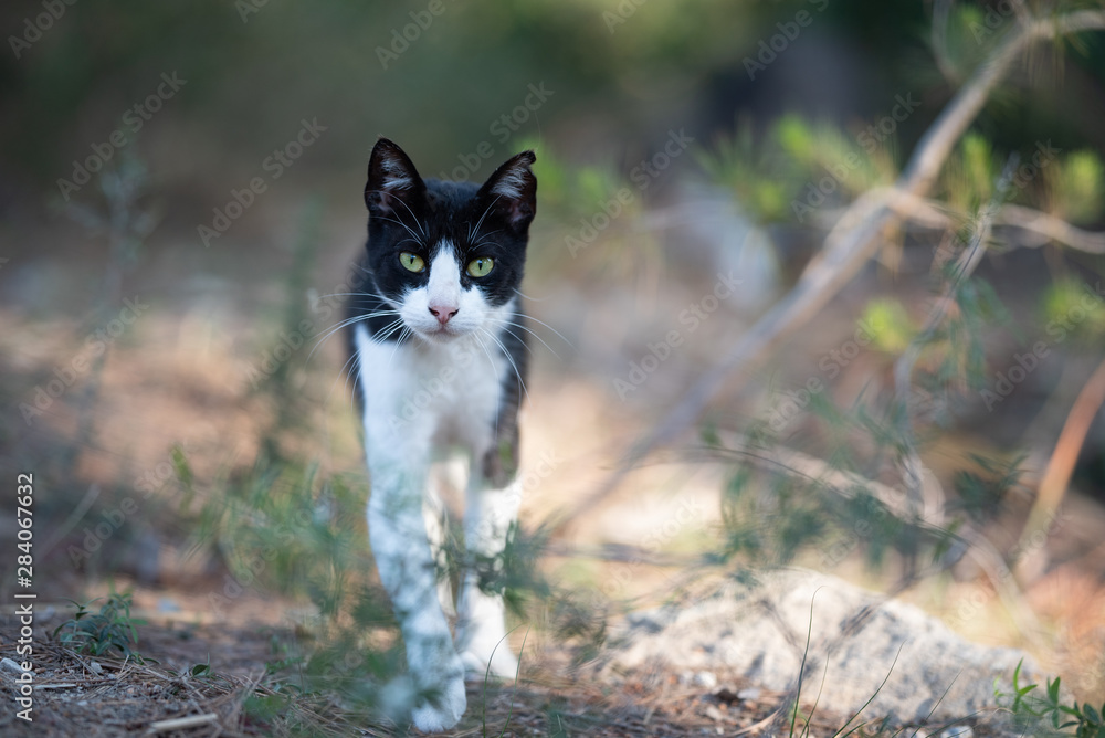 Mallorca 2019: black and white stray cat with ear notch walking towards camera looking in the forest of Cala Gat, Majorca on a sunny summer day