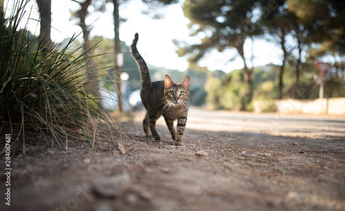 Fototapeta Naklejka Na Ścianę i Meble -  Mallorca 2019: tabby stray cat with ear notch walking towards camera looking at it next to the forest of Cala Gat, Majorca on a sunny summer day