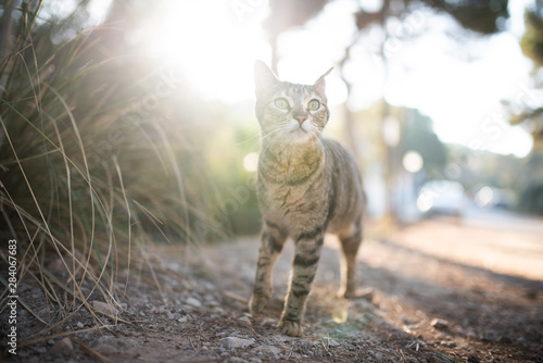 Mallorca 2019: tabby stray cat with ear notch standing in backlight on the streeet next to the forest of Cala Gat, Majorca on a sunny summer day looking curiously photo