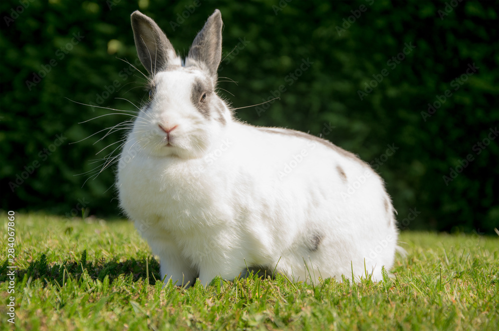 lapin nain lapin nain