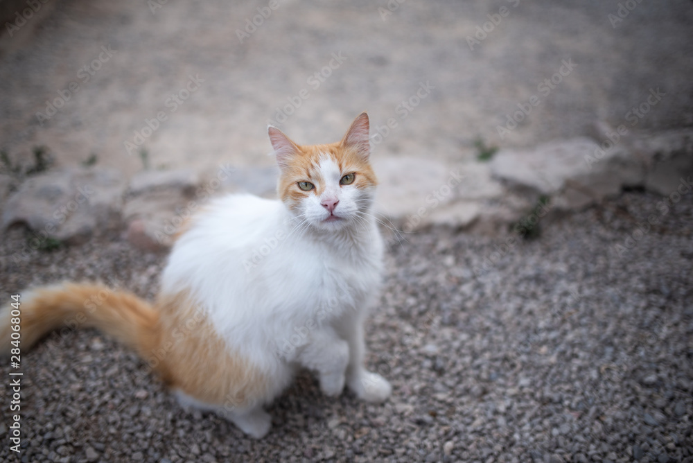 Mallorca 2019: white ginger cat standing on ground looking up at camera upset about stroking it Mallorca 2019: white ginger cat standing on ground looking up at camera upset about stroking it