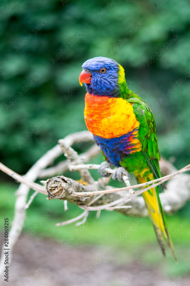 Naklejka premium oiseau Loris