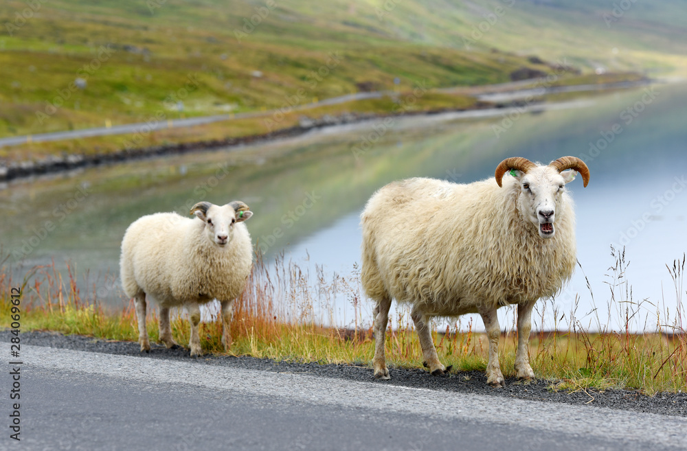 Photo of Icelandic sheep crossing a road, Iceland, Europe. Photo of Icelandic sheep crossing a road, Iceland, Europe.