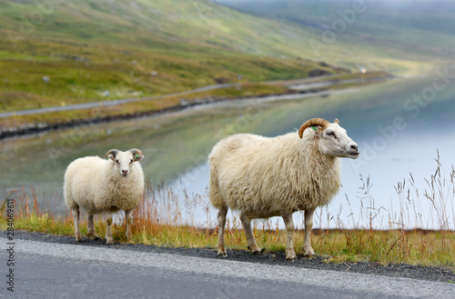 Photo of Icelandic sheep crossing a road, Iceland, Europe.