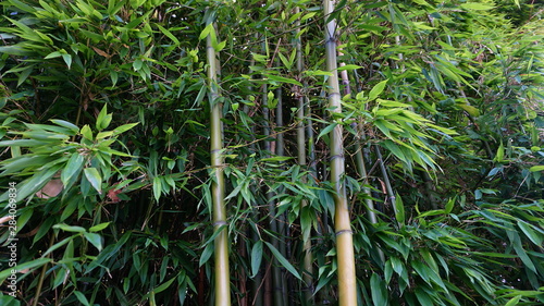 Evergreen Bambusa plants with golden bamboo stem and green leaves close up. Also known as Common bamboo.