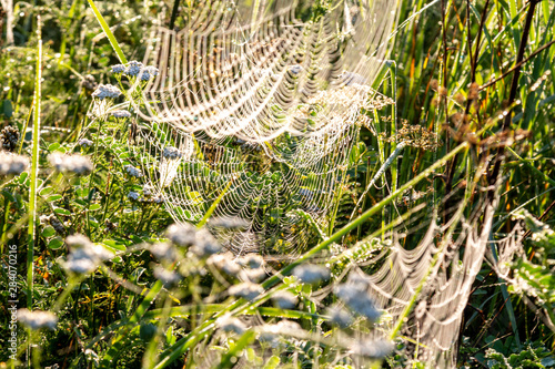 Cobwebs sagging under the weight of dew in the grass during dawn.