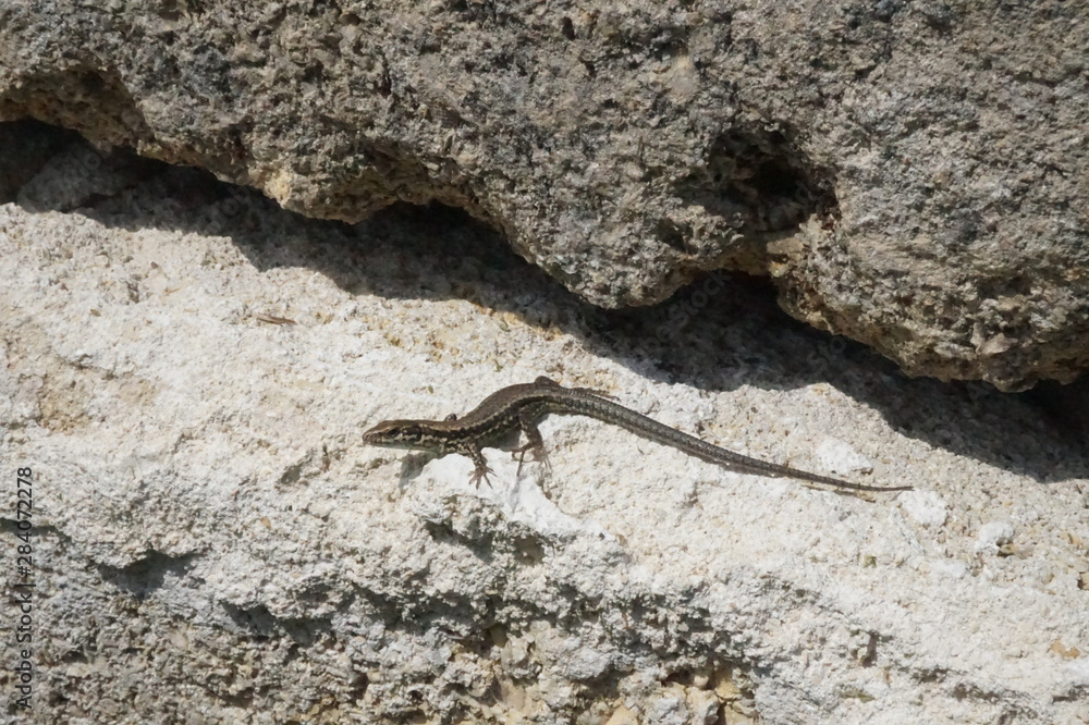 lézard des murailles sur rocher - podarcis muralis