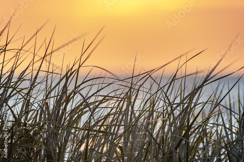 Grass at Baltic sea in evening.
