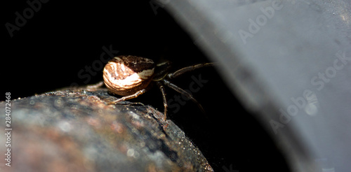 spider3