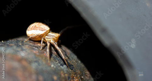 spider2