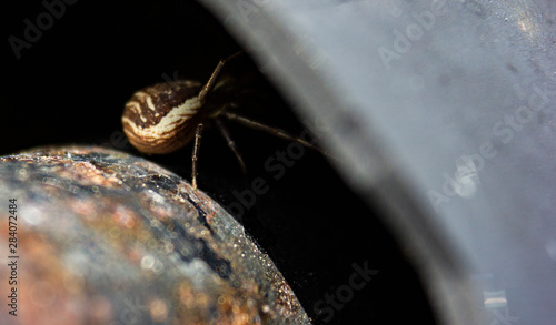 spider1