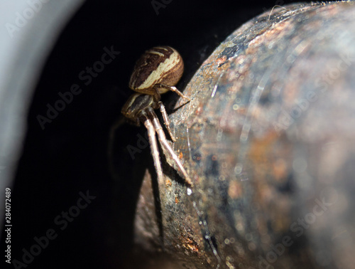 spider