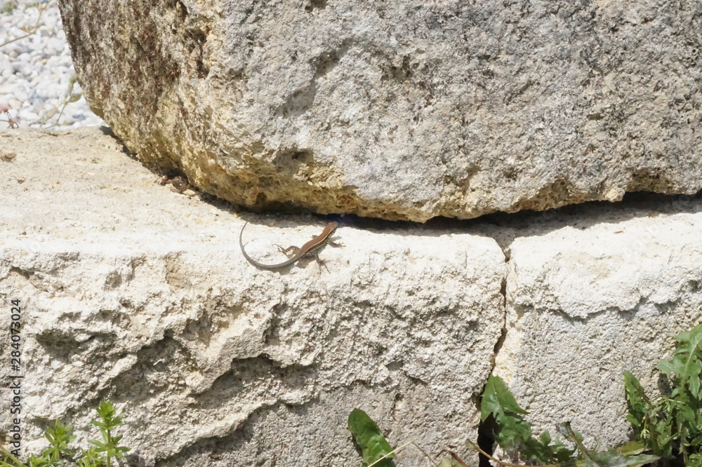 Obraz premium bébé lézard des murailles sur rocher - podarcis muralis