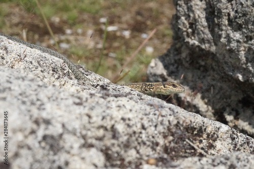 jeune lézard des murailles sur un rocher - reptile