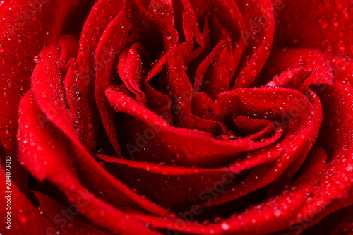 Red rose flower macro background with drops of dew  close up.