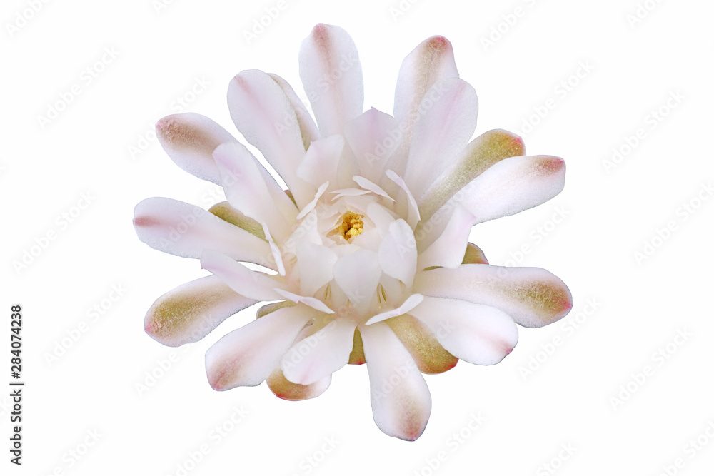Bloom white flowers cactus with isolated on white background