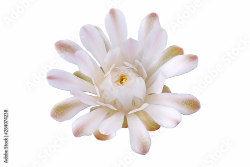 Bloom white flowers cactus with isolated on white background