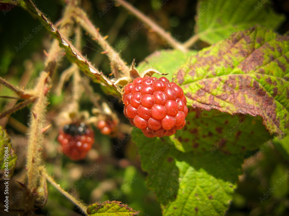 Wild organic unripe blackberries . unripe blackberries grows on the bush in summer. Wild organic unripe blackberries . unripe blackberries grows on the bush in summer.